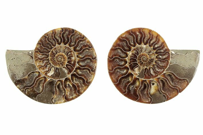 Cut & Polished, Agatized Ammonite Fossil - Madagascar #191626
